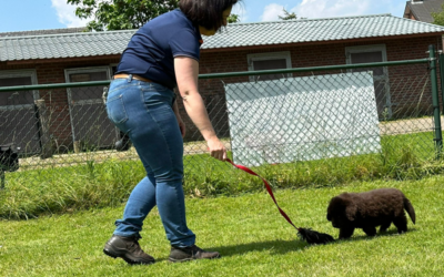 Puppytest bij de Hondenschool