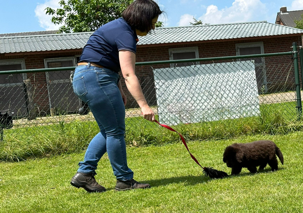 Puppytest bij de Hondenschool